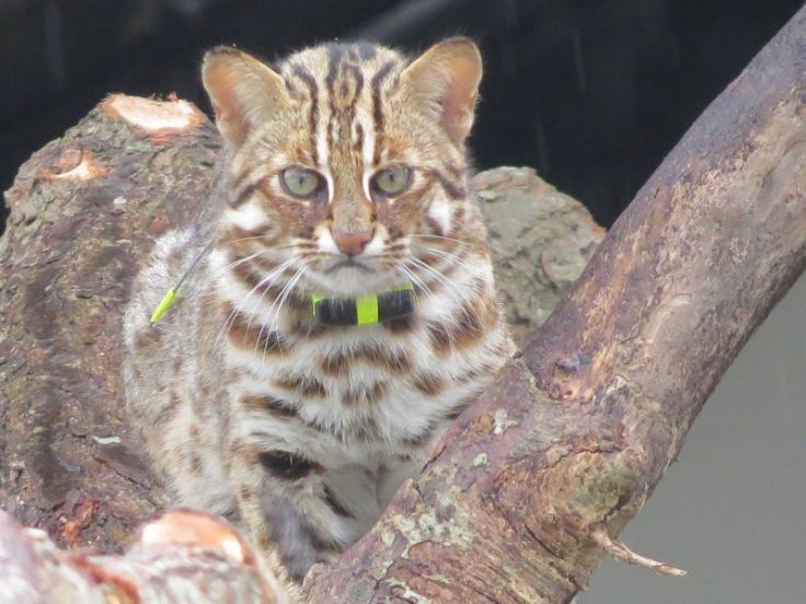 石虎-農委會特有生物研究保育中心